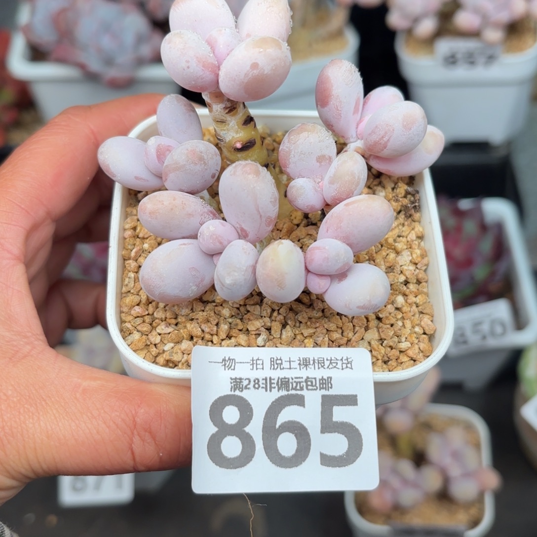 奶酪多肉无盆土发货