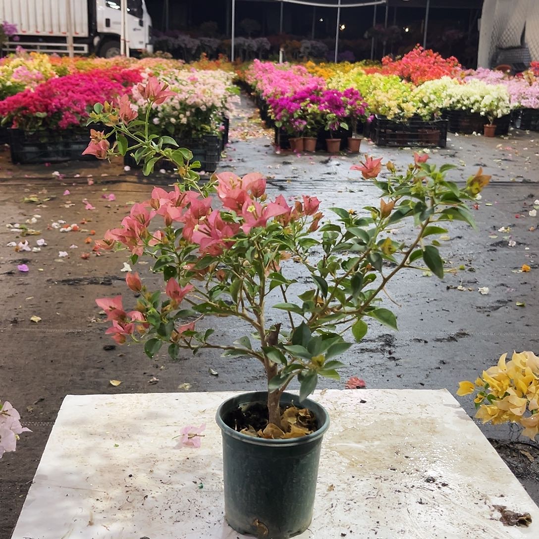 大部分花苞少量开放卡亚塔掌中宝一颗