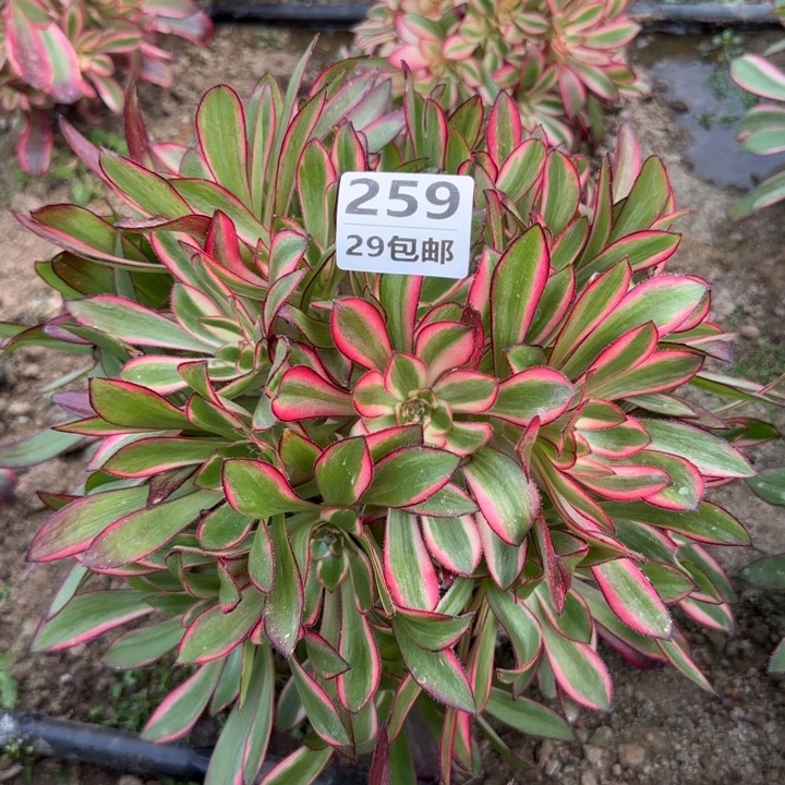 丽娜……多肉植物……