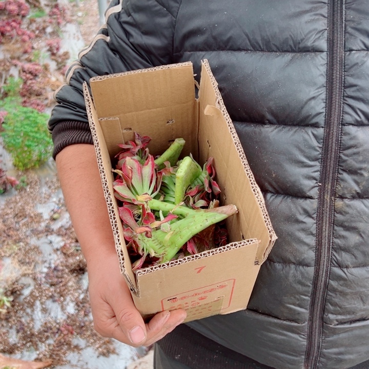 砍头苗醉话5个多肉法师