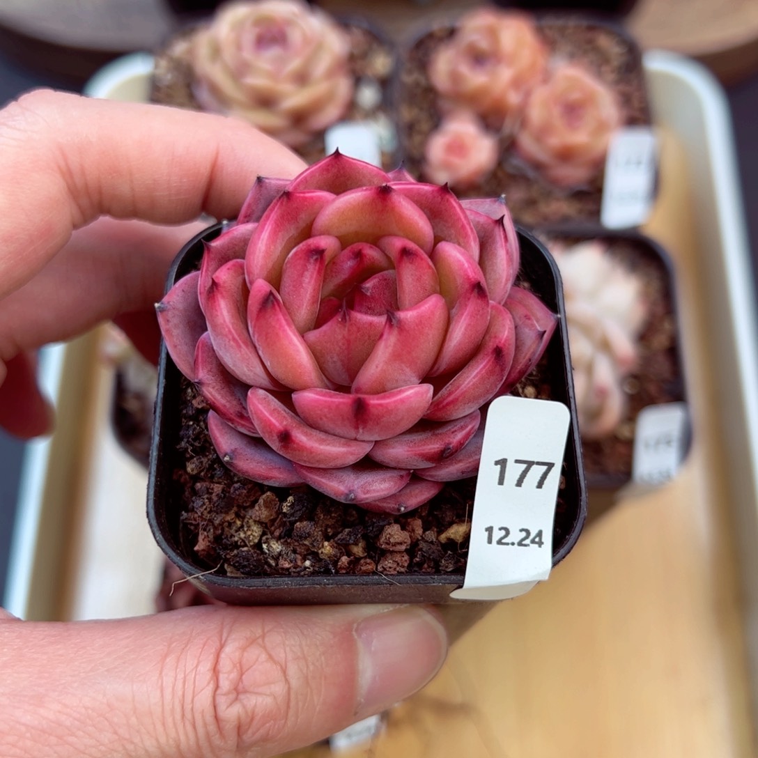 好好看177、哈哈哈哈哈