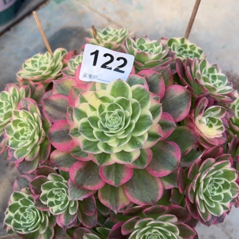 122海王22厘米左右