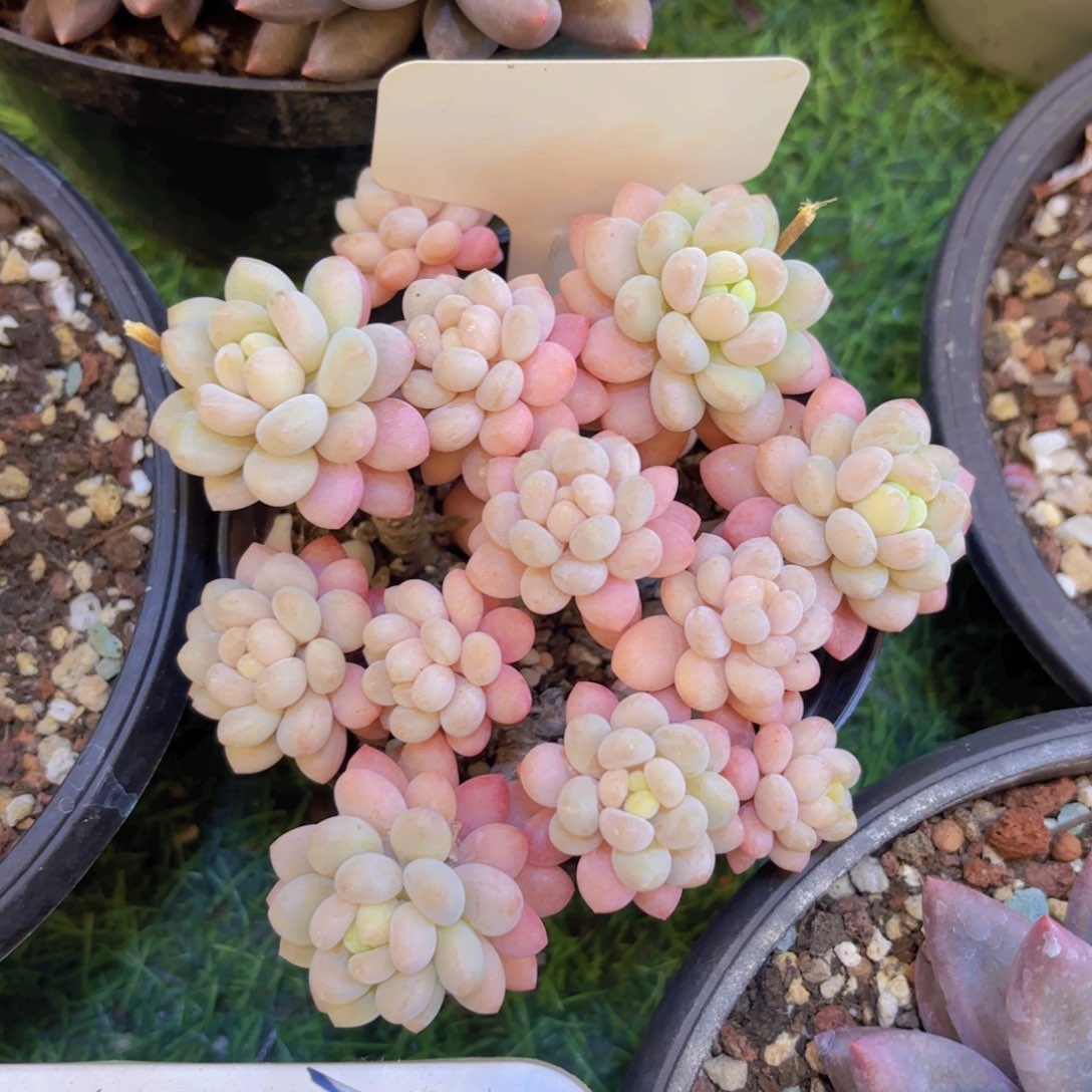 鹉***一云南金致家精品多肉