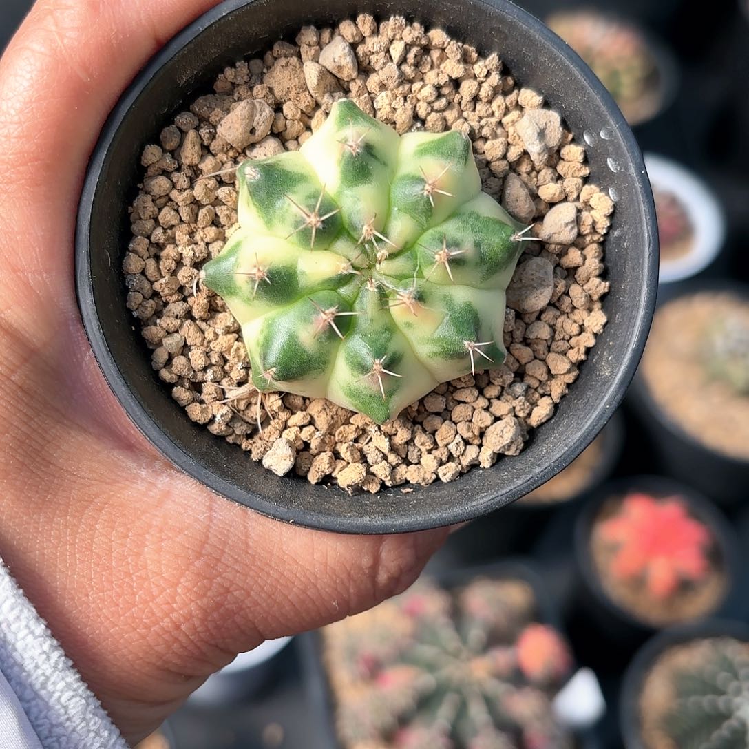 泰系米哈仙人球23号