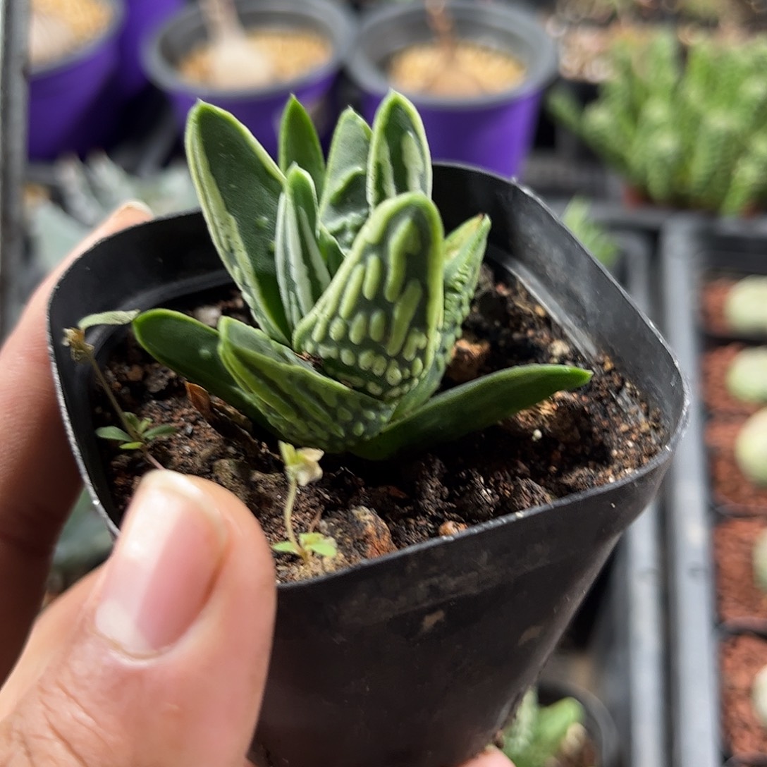 天使之泪单头发货单头