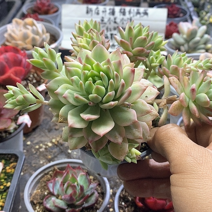 14126马库斯黄锦多肉