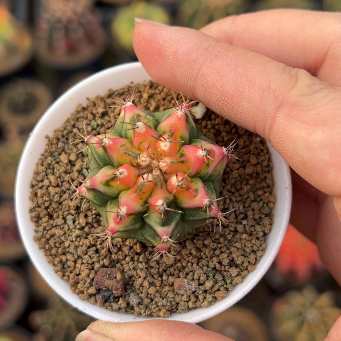 泰系侧芽，带盆土发货