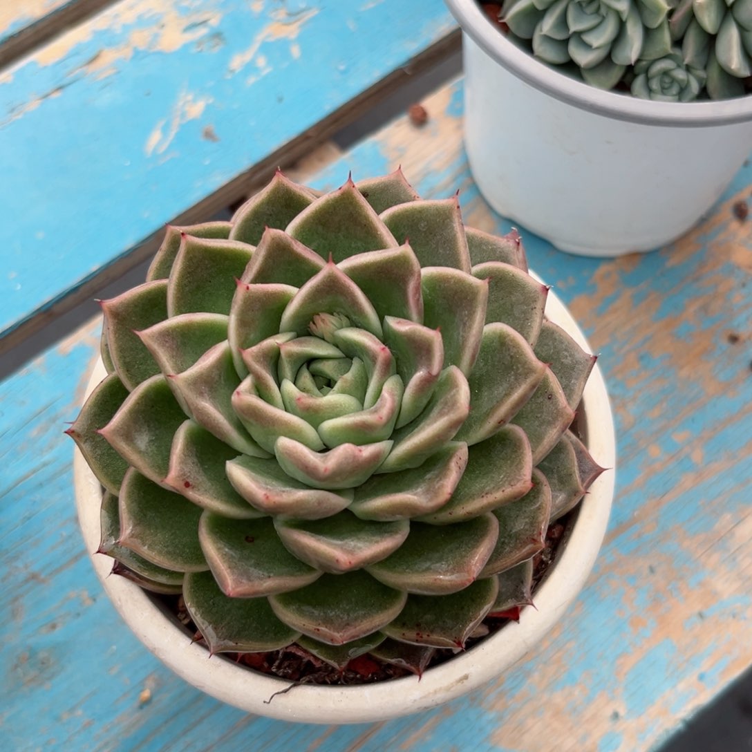 新年快乐，一物一拍