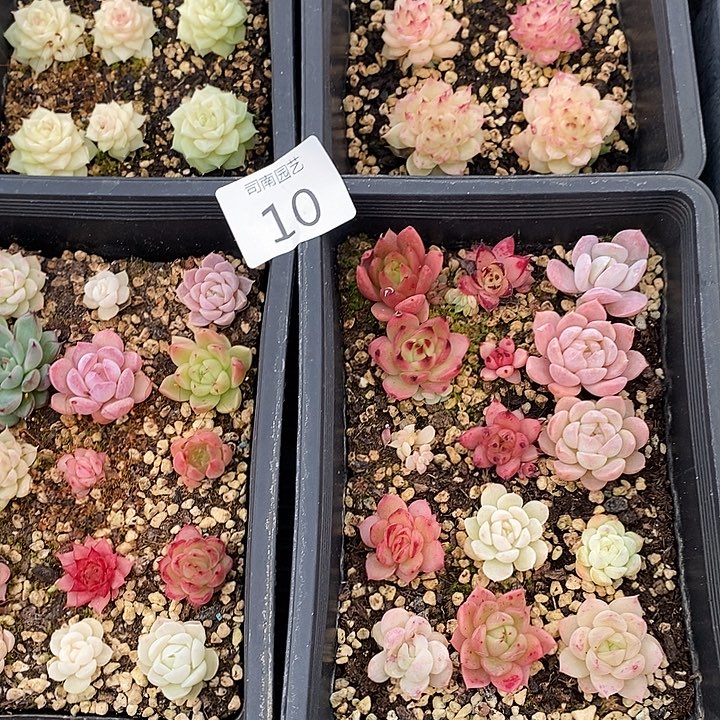 10 多肉植物盆栽花卉