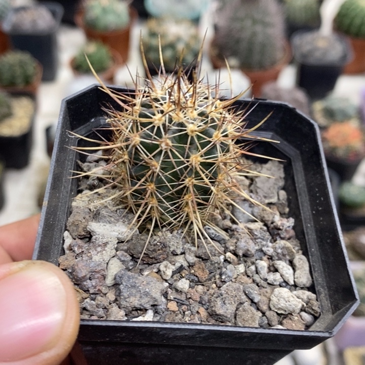 实生幻虾孤品特价