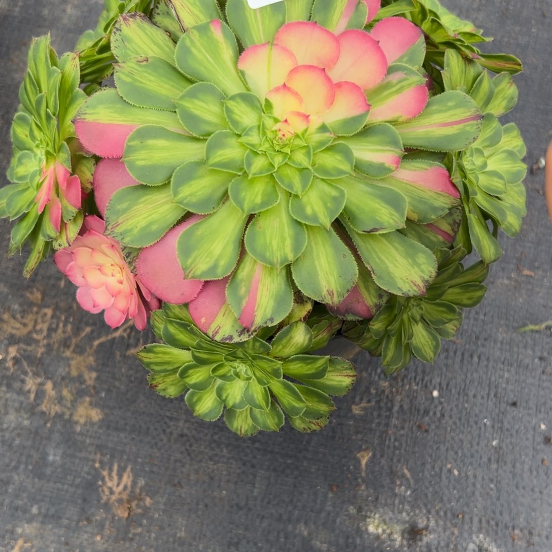 呆*子6129知否多肉多肉多肉多肉多肉