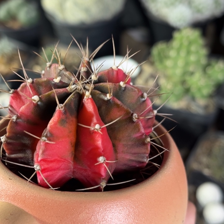 仙人球一物一拍实生不包括盆