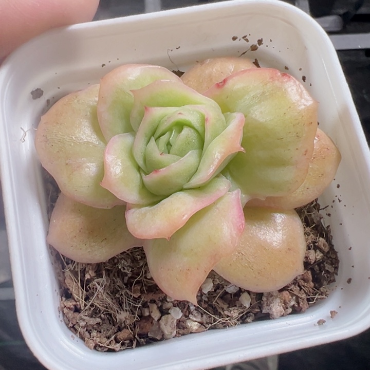 冰玫瑰锦精品多肉