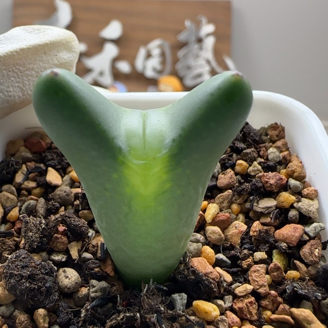 11-2-2-2当天满38包邮短耳厚嘟嘟嘴皮卡丘脱土