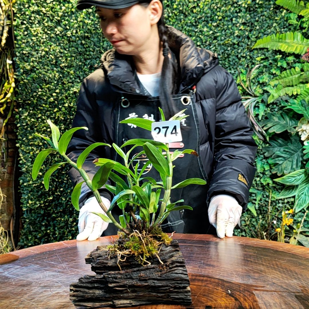 【闪购商品】274血喉花