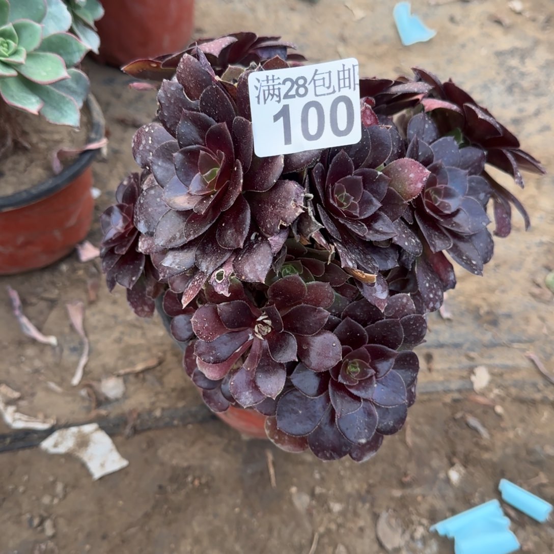 红玫瑰多肉100满28包邮断枝不包瑕疵
