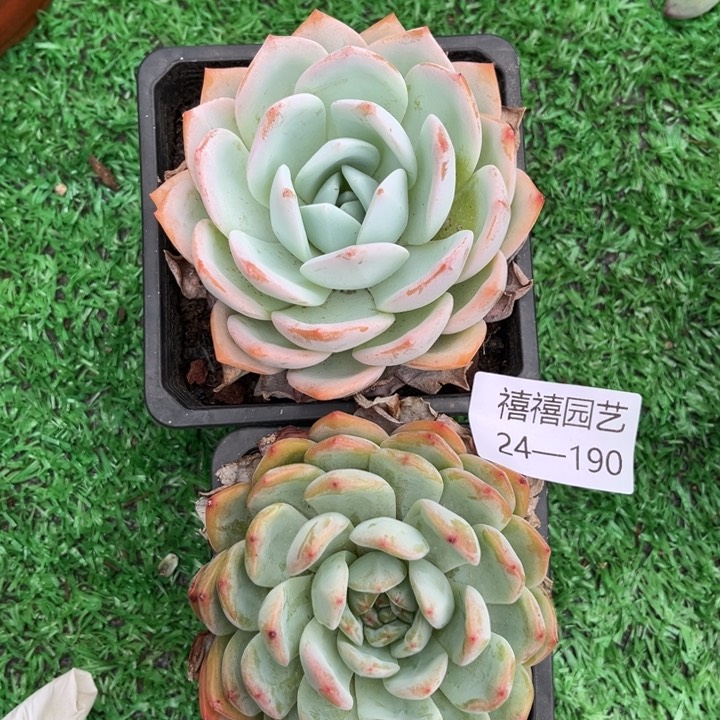 24-190合计如图2颗多肉植物