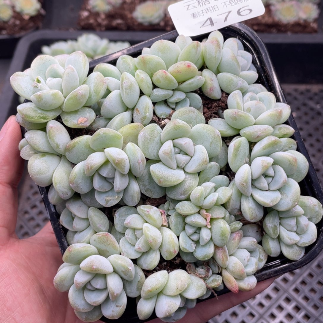 云糖心多肉植物476