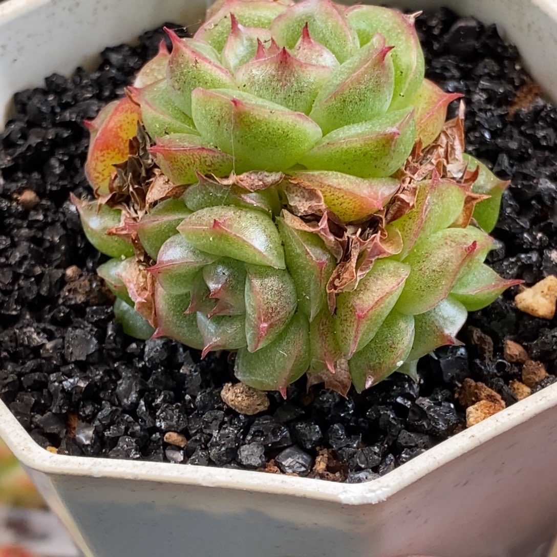 麦秆可以拍哦……哈哈哈哈