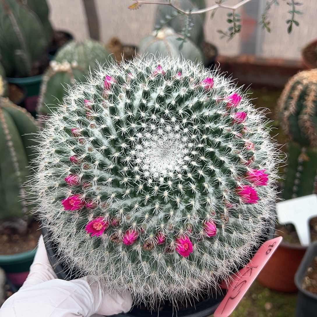 国内的的愤怒哦哦哦