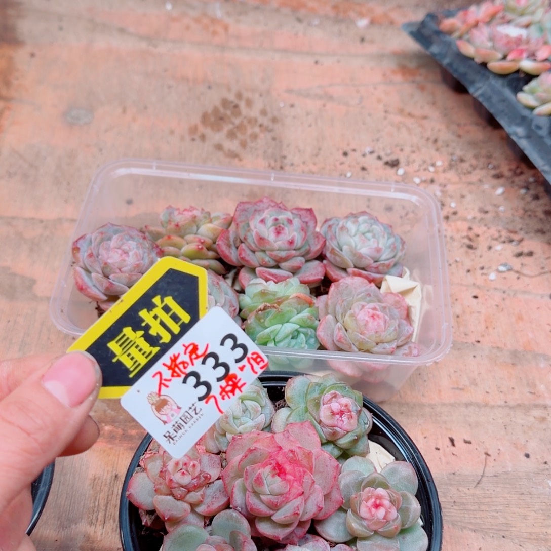多肉植物多肉植物