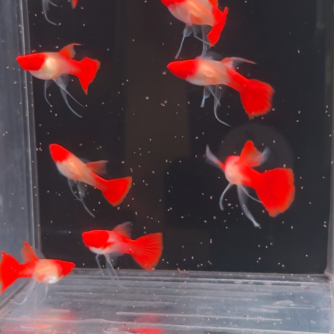 孔雀鱼红头缎带c母10条