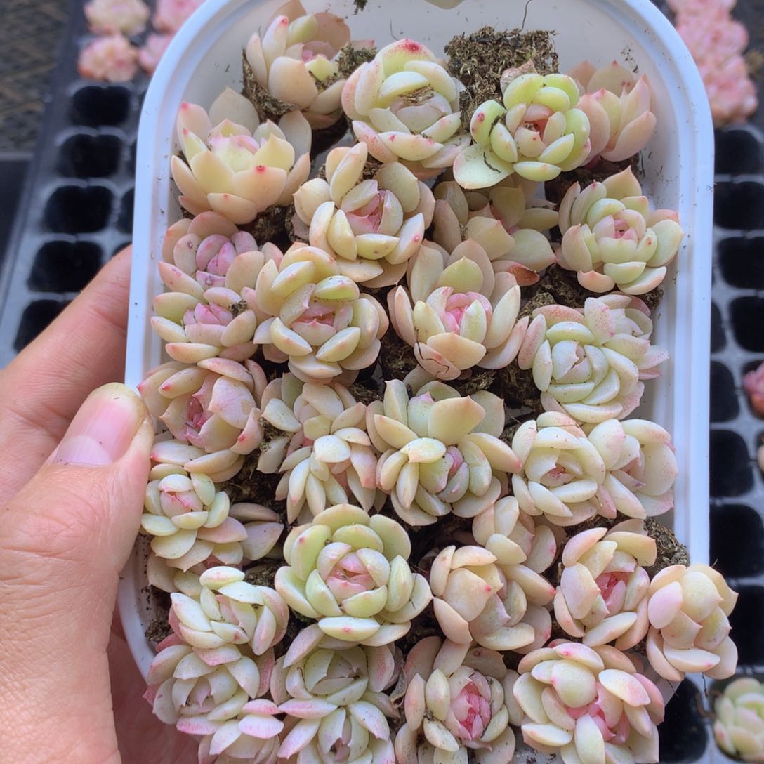 反反复复还是很开心057