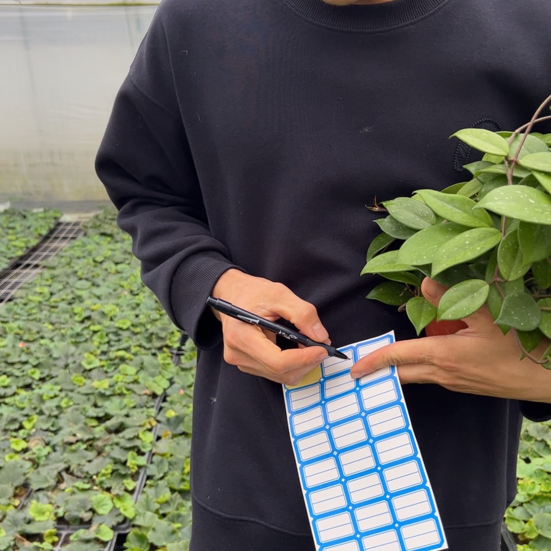 木***李无花朵绿叶红球兰