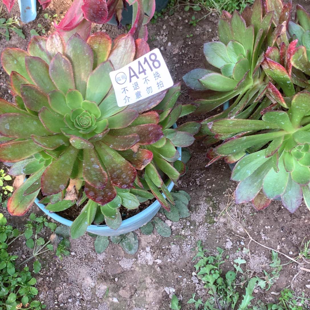 多肉植物斑斓418