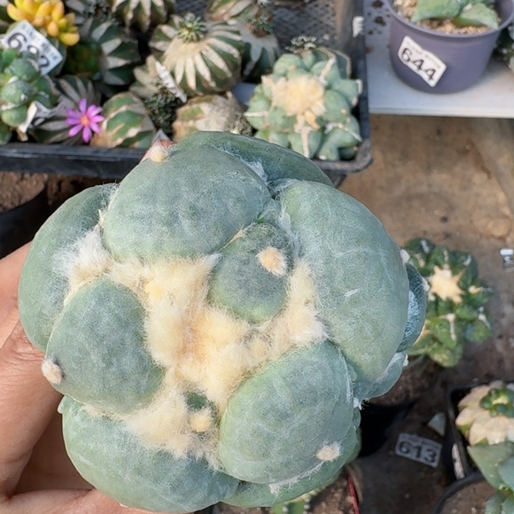 973达摩青瓷牡丹仙人球