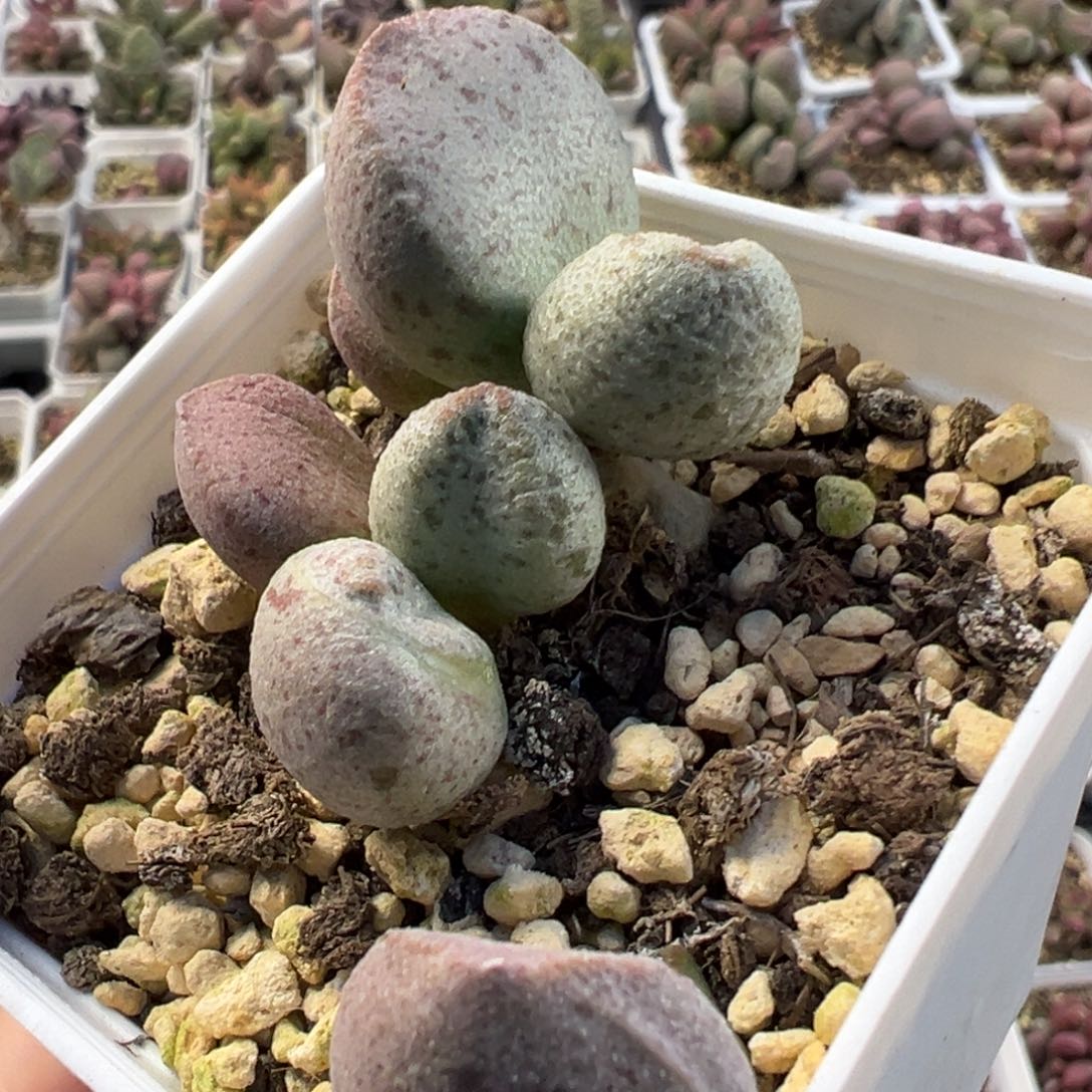 实生新品多肉植物水泡实生新品