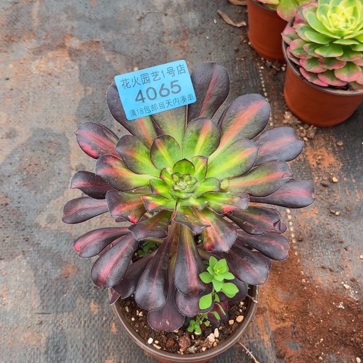 花蝴蝶4065多肉植物法师