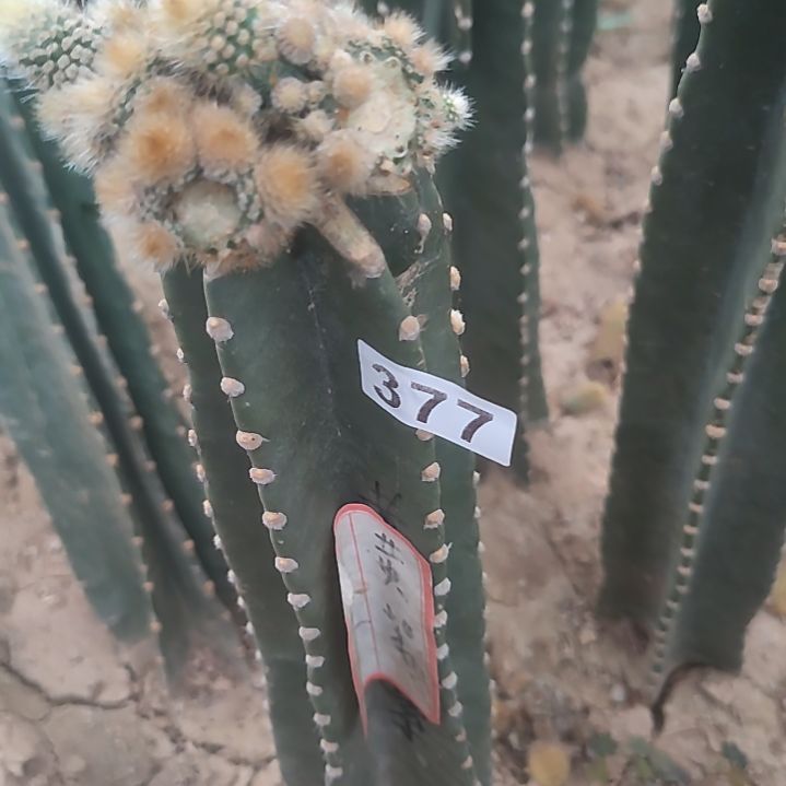 神***员有伤量天尺金妞8-8-377