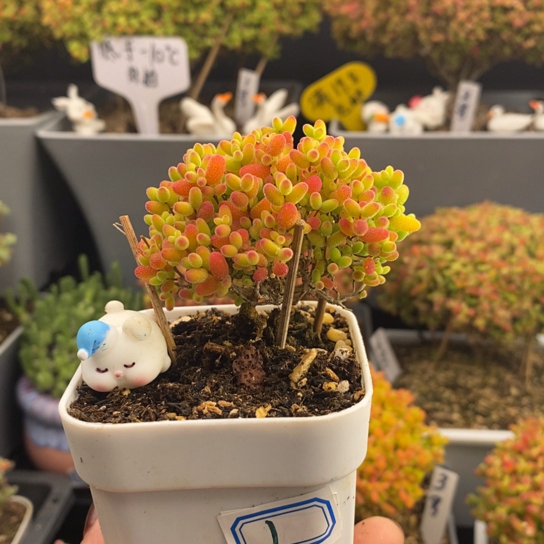 完全开放1号蜜橘糖球（6.5cm）