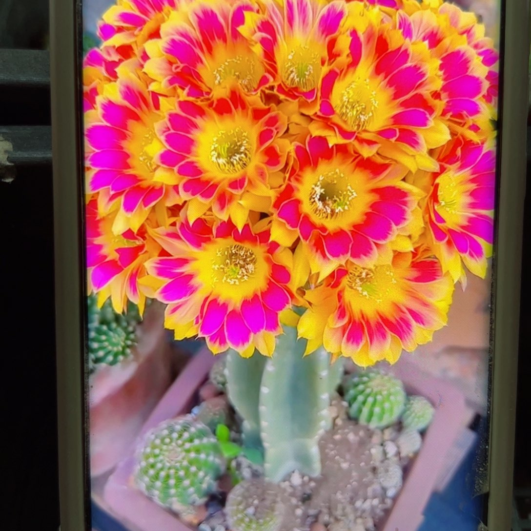 下55丽花阳光明媚歪无根侧芽3公分左右20包邮