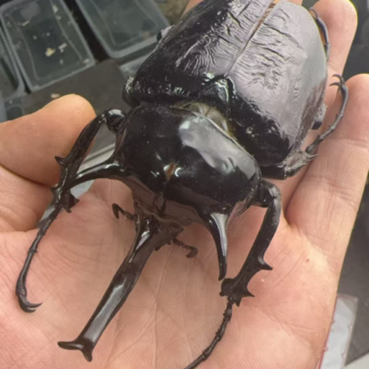 亚克大兜虫 120g公 带盒子（活体甲虫幼虫）