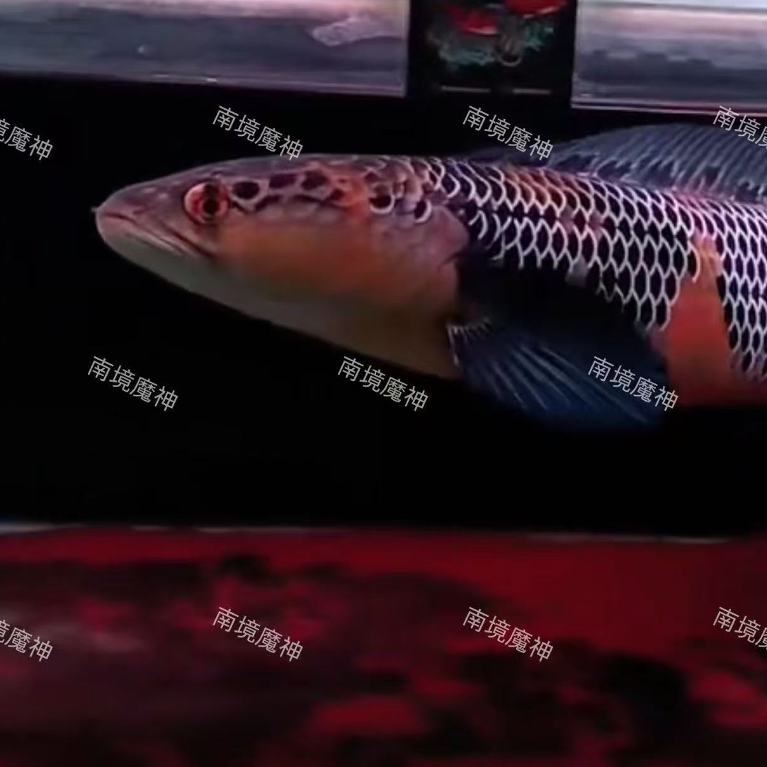 雷龙鱼红魔神黄魔神专用链接