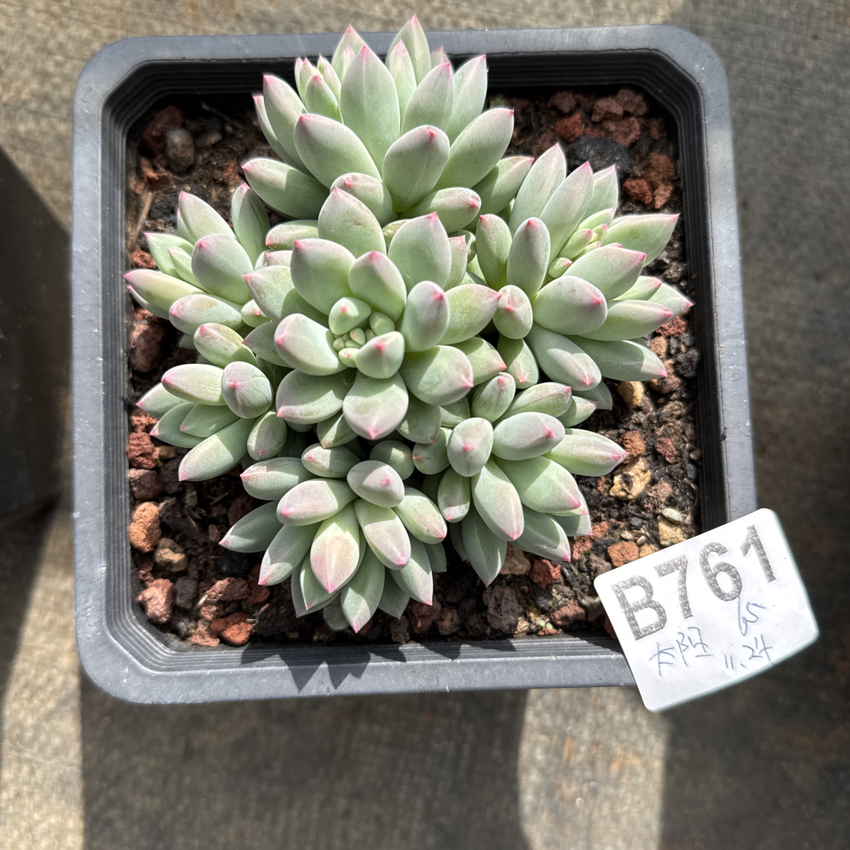 B761，太阳，多肉植物杂交