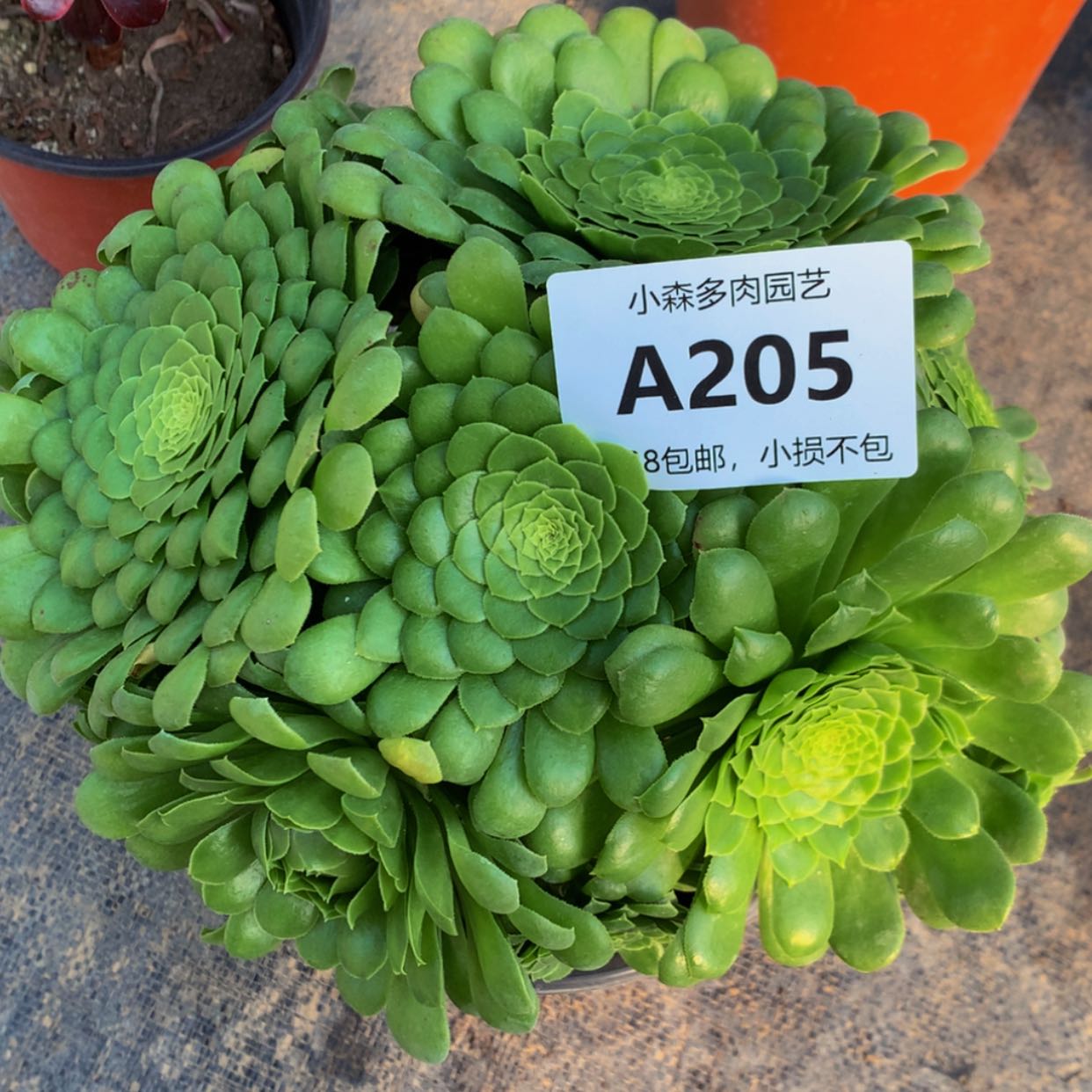 【闪购商品】205翡翠冰多肉