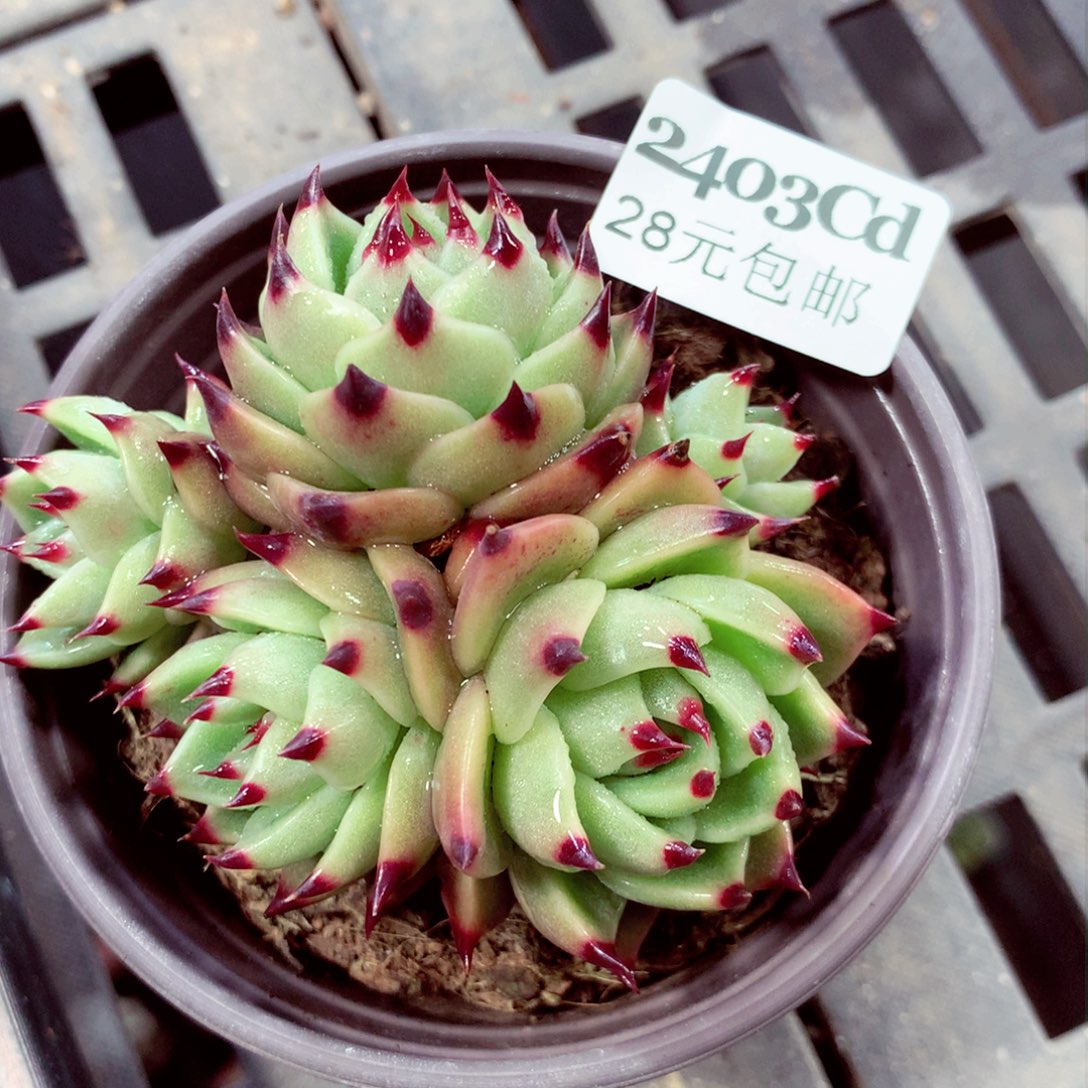 5厘米盆精控多肉2403