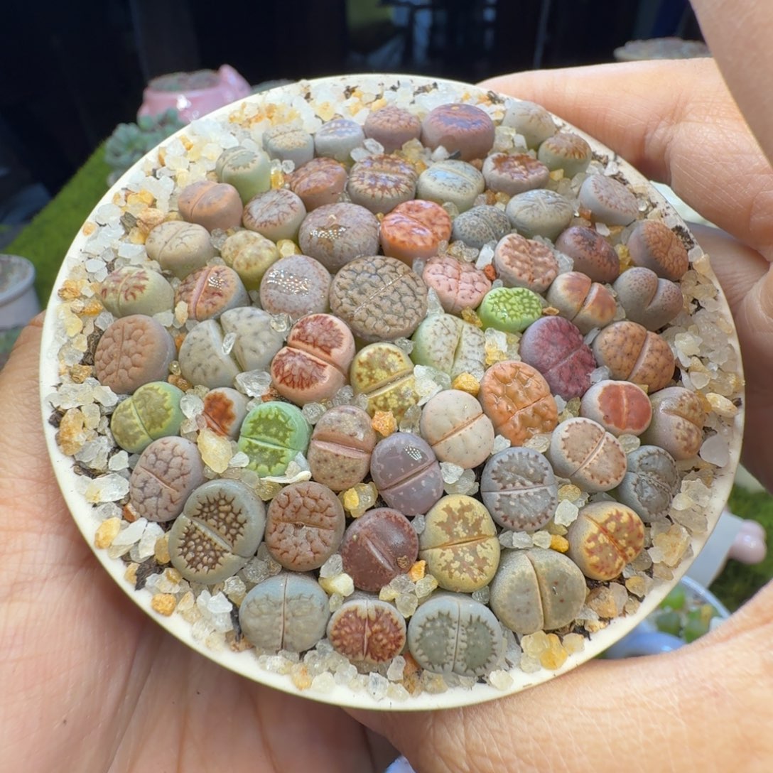 顺***多肉植物开播福利冲1037