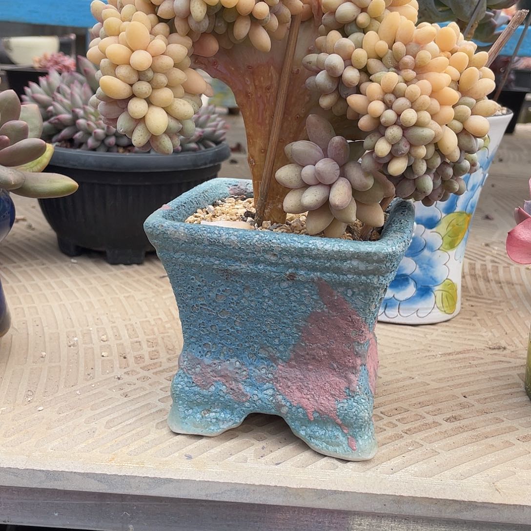 国****多肉汤圆缀一物一拍