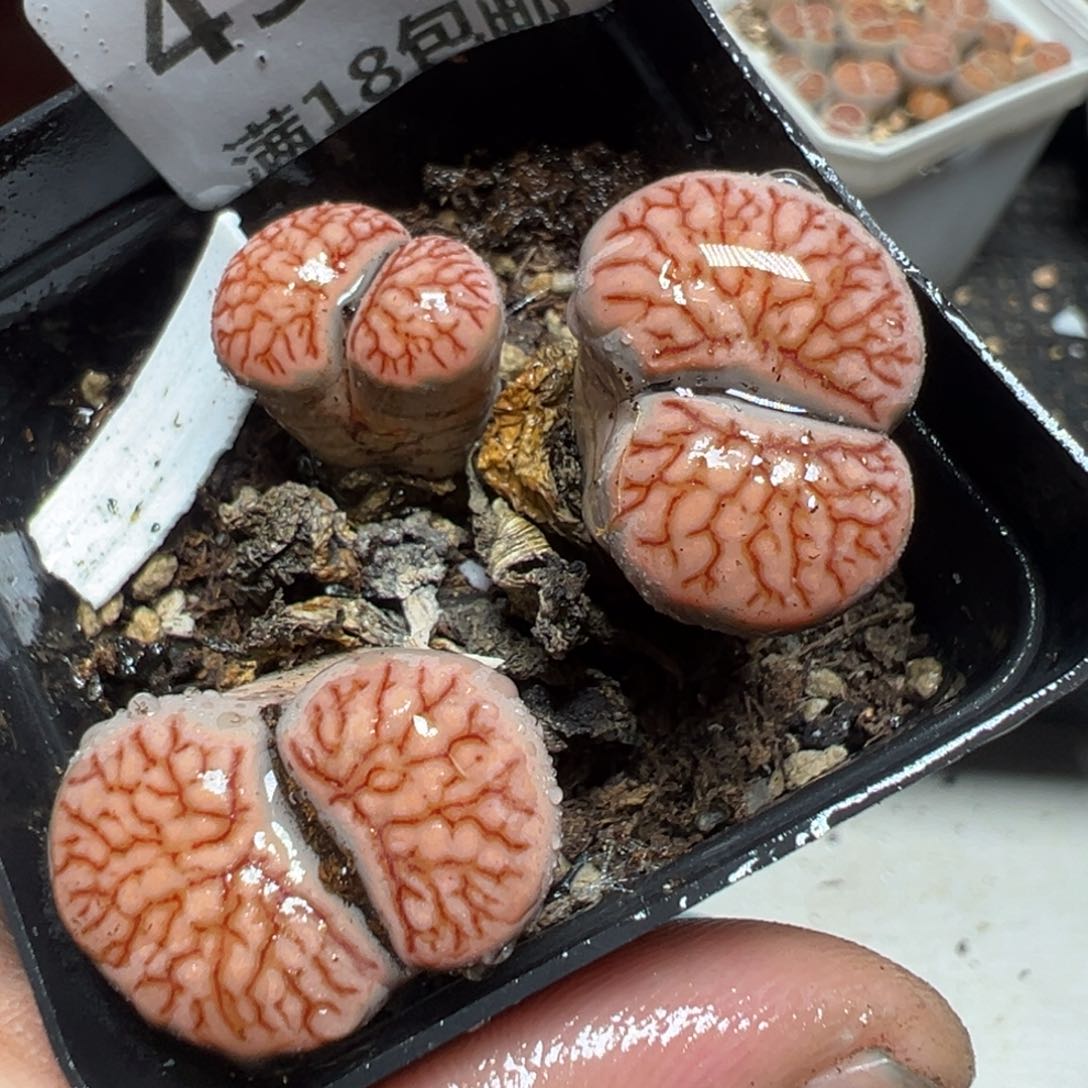 【闪购商品】 454。    