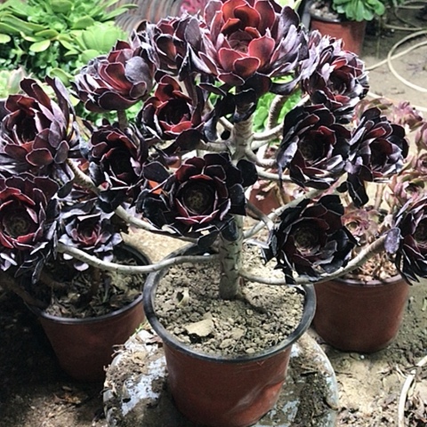 萝莉法师美人多肉20