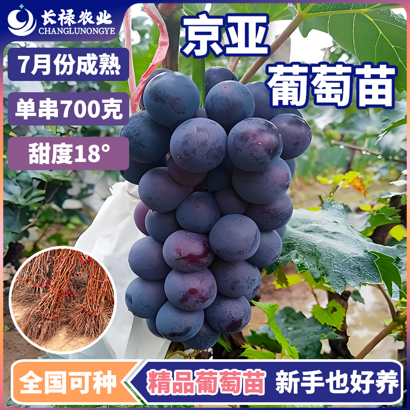 嫁接葡萄树果苗大果京亚葡萄苗黑葡萄藤盆栽南北方种植紫黑葡萄苗