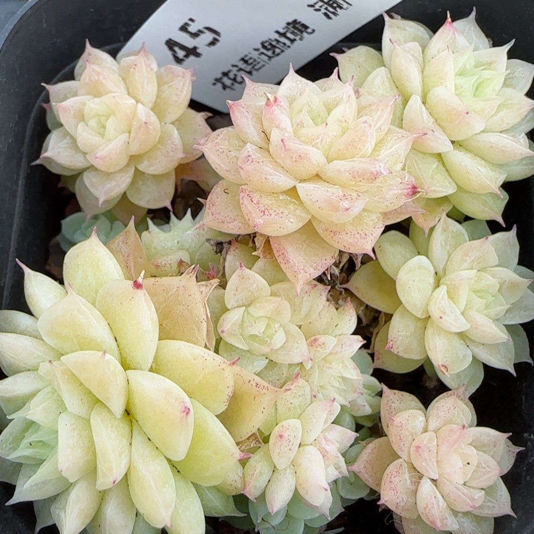 花语逸境0130-45散