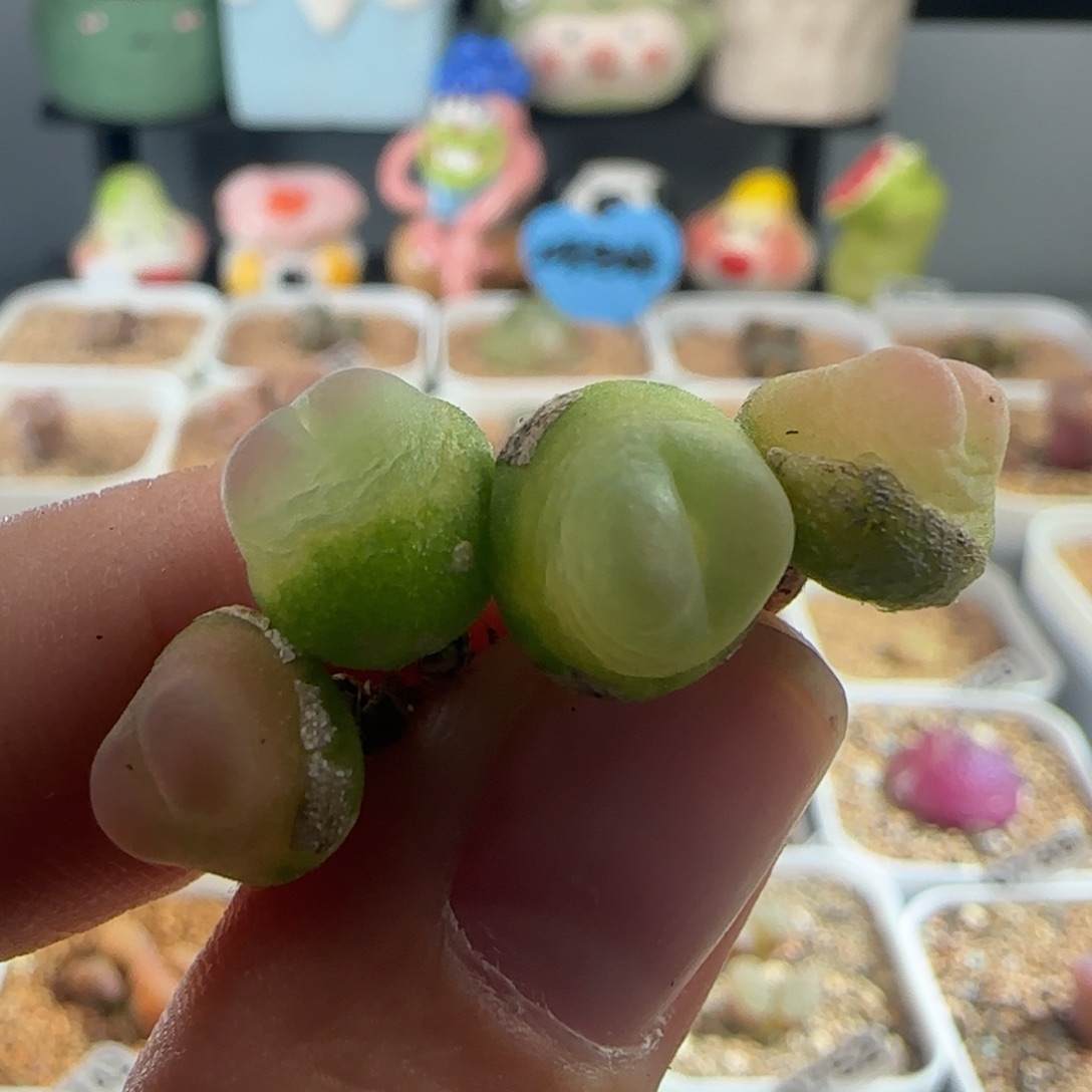 金***鱼0730/紫皮拉登///