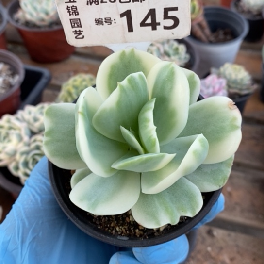 145一一一一一一一一一