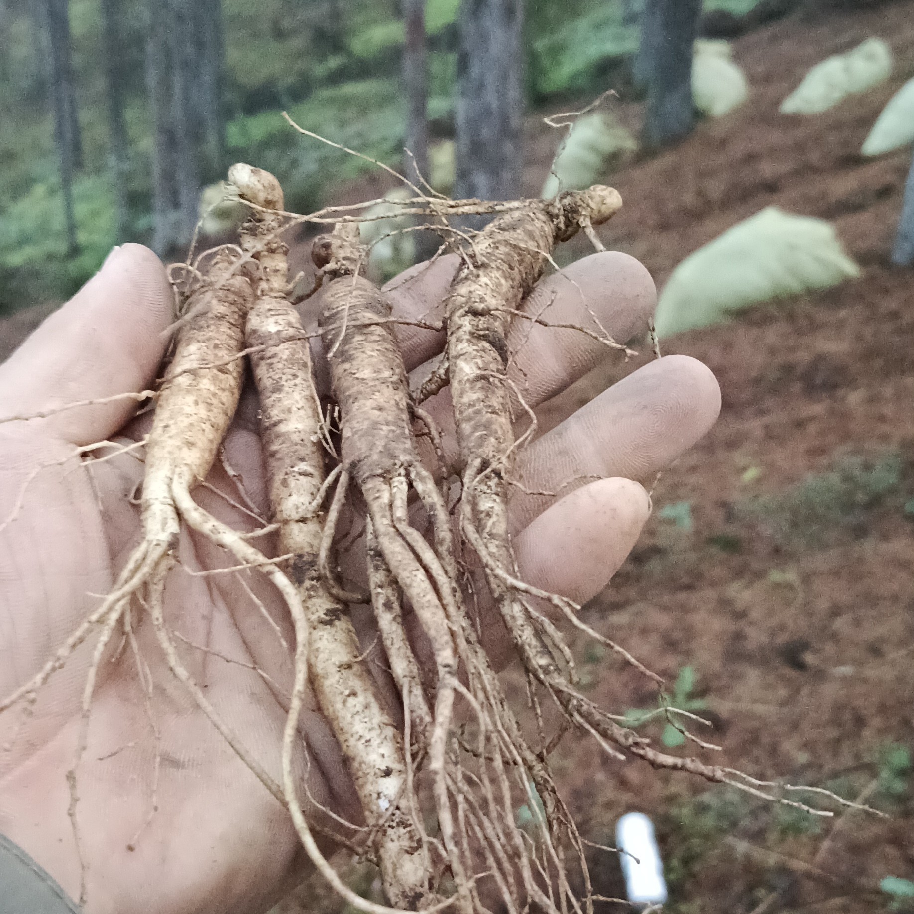 中号，吉林原产地发货煲汤参