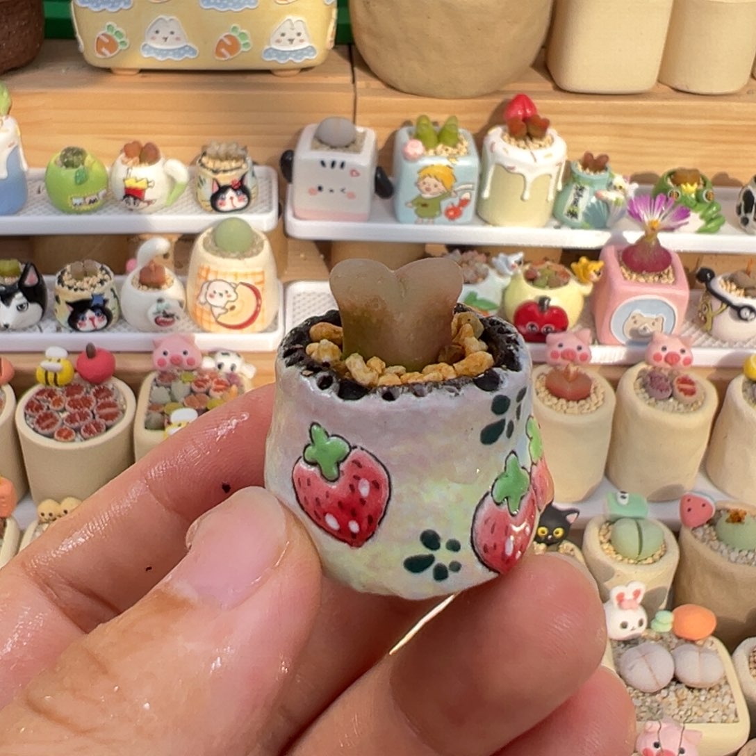 多肉植物46号透窗毛